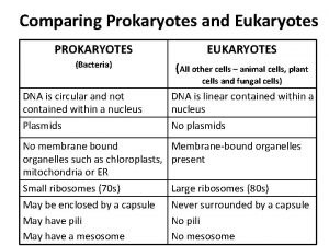 Comparing Prokaryotes and Eukaryotes PROKARYOTES EUKARYOTES Bacteria All