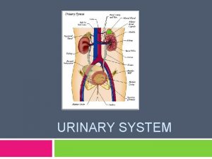 URINARY SYSTEM Introduction Consists of the kidneys ureters