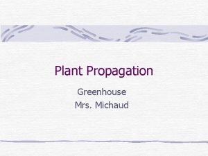 Plant Propagation Greenhouse Mrs Michaud Seeds Cuttings SeparationDivision