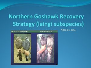 Northern Goshawk Recovery Strategy laingi subspecies April 29