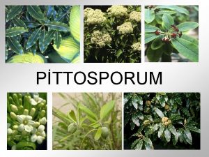 PTTOSPORUM PITTOSPORUM P Tobira ALEM Plantae P Eugenioides