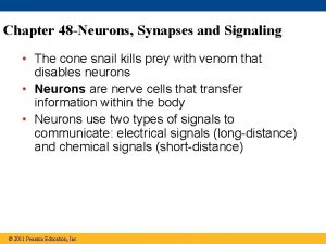 Chapter 48 Neurons Synapses and Signaling The cone