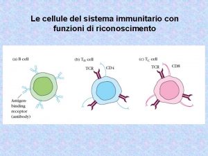 Le cellule del sistema immunitario con funzioni di