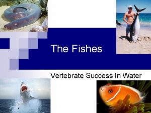 The Fishes Vertebrate Success In Water Cool Facts