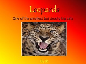 Leopards One of the smallest but deadly big