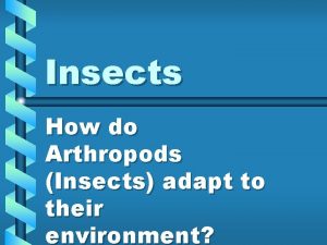 Insects How do Arthropods Insects adapt to their