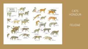Species Overview CATS HONOUR FELIDAE Cats Honour Requirements