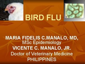 BIRD FLU MARIA FIDELIS C MANALO MD MSc