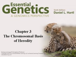 Chapter 3 The Chromosomal Basis of Heredity Chromosomes