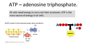 ATP adenosine triphosphate All cells need energy to