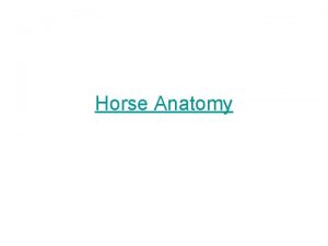 Horse Anatomy Croup Tuber Sacrale Skeletal Anatomy Skeletal