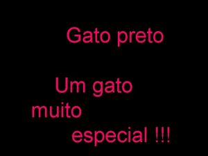 Gato preto Um gato muito especial O Grego