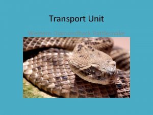 Transport Unit Western Diamondback Rattlesnake Western Diamondback Rattlesnake