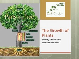 The Growth of Plants Primary Growth and Secondary