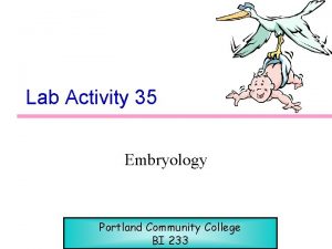 Lab Activity 35 Embryology Portland Community College BI