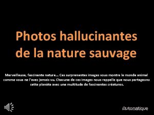 Photos hallucinantes de la nature sauvage Merveilleuse fascinante