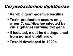 Corynebacterium diphtheriae Aerobic grampositive bacillus Toxin production occurs