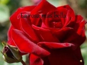 La rosa mas bella Haba una vez una