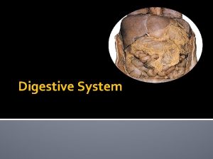 Digestive System Digestive System I DIGESTION THE PROCESS