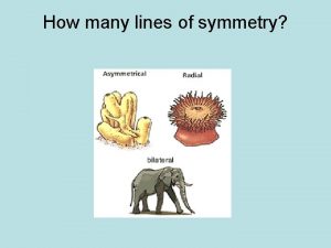 How many lines of symmetry Fertilized egg Zygote