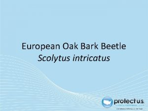 European Oak Bark Beetle Scolytus intricatus European Oak