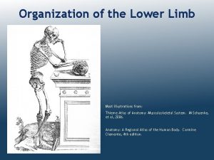 Organization of the Lower Limb Most illustrations from