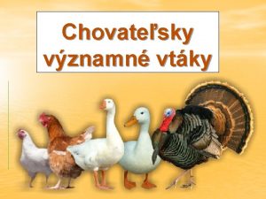 Chovatesky vznamn vtky Hydina chovatesky vznamn vtky chovaj