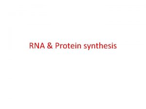 RNA Protein synthesis DNA vs RNA DNA can