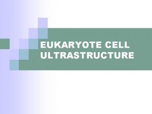 EUKARYOTE CELL ULTRASTRUCTURE Primary Cell Structure That which