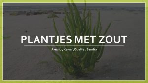 PLANTJES MET ZOUT Alessio Kawai Odette Sembo Vooronderzoek