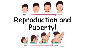 Reproduction and Puberty Puberty The Beginning of Human