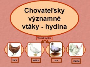 Chovatesky vznamn vtky hydina Vodn hydina kura kaica