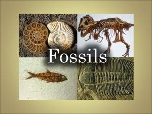 Fossils Fossils Preserved remains or traces of living