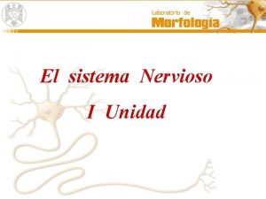 El sistema Nervioso I Unidad ORGANIZACIN DEL SISTEMA