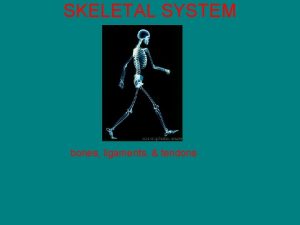 SKELETAL SYSTEM bones ligaments tendons Development of Bone