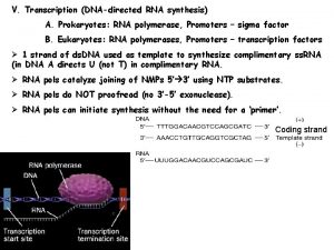 V Transcription DNAdirected RNA synthesis A Prokaryotes RNA