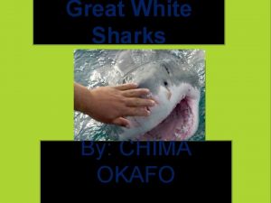 Great White Sharks By CHIMA OKAFO Great White