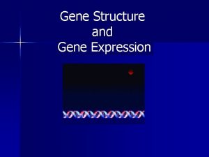 Gene Structure and Gene Expression Each chromosome contains