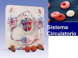 Sistema Circulatorio Componentes Sangre n Corazn n Vasos