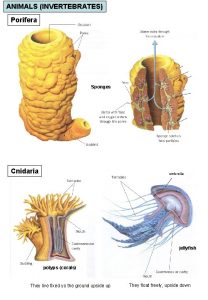 ANIMALS INVERTEBRATES Porifera Sponges Cnidaria umbrella jellyfish polyps