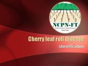 Cherry leaf roll disease Identification National Clean Plant