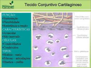 Tecido Conjuntivo Cartilaginoso FUNO Sustentao Flexibilidade Resistncia a