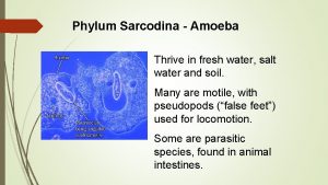 Phylum Sarcodina Amoeba Thrive in fresh water salt
