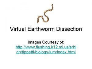 Virtual Earthworm Dissection Images Courtesy of http www