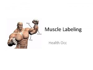 Muscle Labeling Health Occ Trapezius Shoulder Elevation Levator