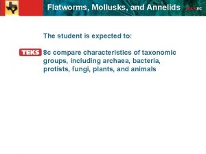 Section 4 flatworms mollusks and annelids