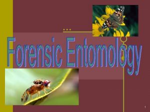 1 Entomology l Review Forensic entomologists study INSECTS