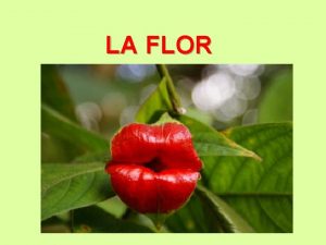 LA FLOR LA FLOR es un conjunto de