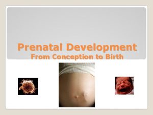 Prenatal Development From Conception to Birth Maturation Biological