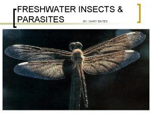 FRESHWATER INSECTS PARASITES BY GARY BATES Freshwater Insects